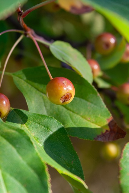 浙江绿魂球迷会：开场前将致敬弗兰克，第11分钟高唱队长之歌